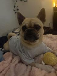 Lost Male Dog last seen Near w Yucatan dr surprise az, Surprise, AZ 85379