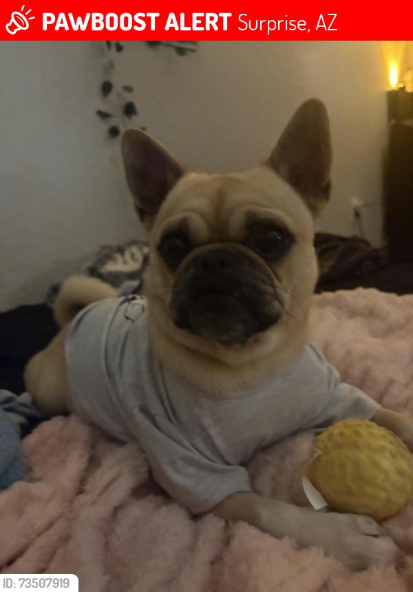 Lost Male Dog last seen Near w Yucatan dr surprise az, Surprise, AZ 85379