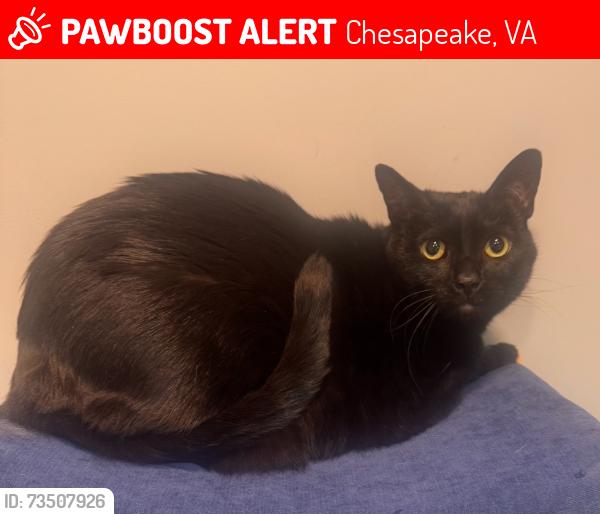 Lost Male Cat last seen Battlefield blvd, Chesapeake, VA 23320