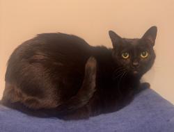 Lost Male Cat last seen Battlefield blvd, Chesapeake, VA 23320