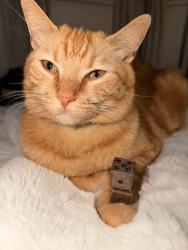 Lost Male Cat last seen Greenridge Cir w, Jacksonville, FL 32259