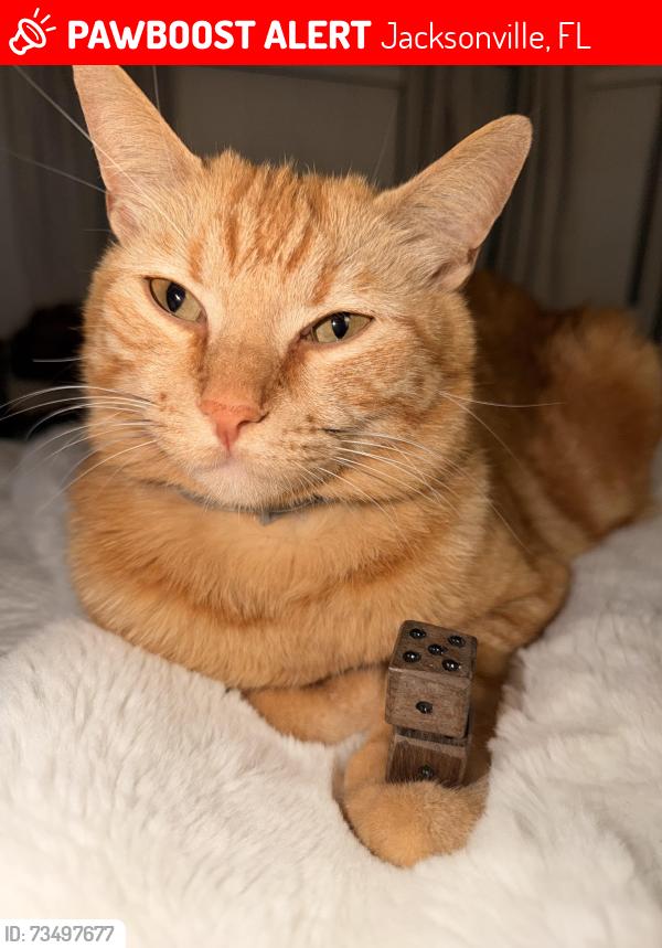 Lost Male Cat last seen Greenridge Cir w, Jacksonville, FL 32259
