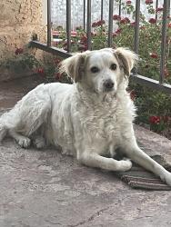 Reunited Female Dog last seen Pines complex 122 jessup, Henderson, NV 89074
