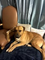 Lost Male Dog last seen Near Miramot rd Apple Valley xa, Apple Valley, CA 92308