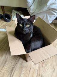 Lost Male Cat last seen near victory industrial cleaning office, Auburn, IN 46706