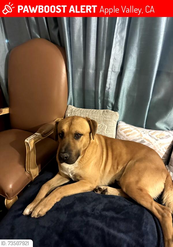 Lost Male Dog last seen Near Miramot rd Apple Valley xa, Apple Valley, CA 92308