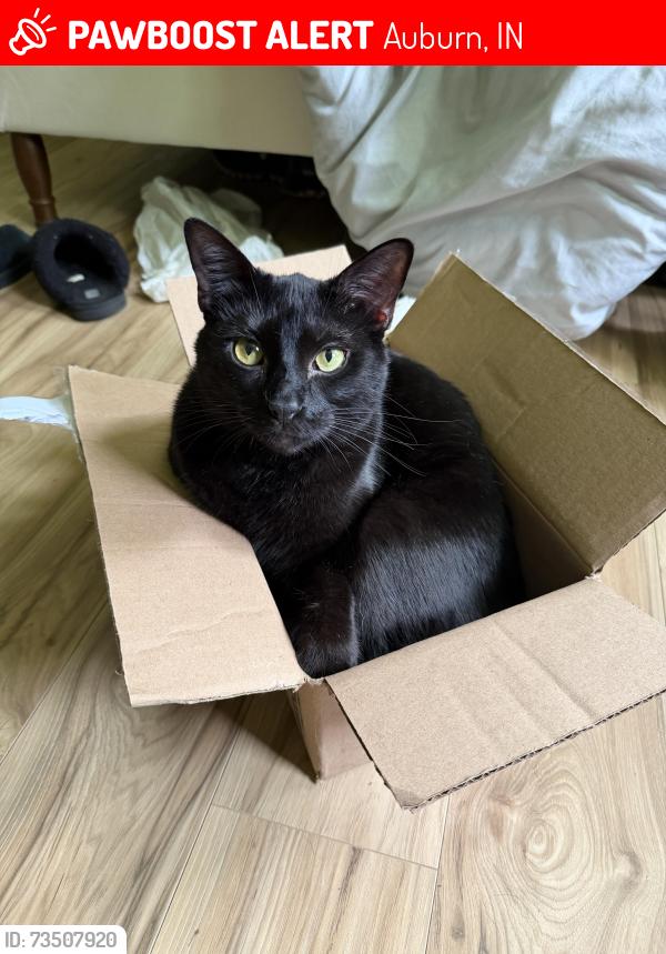 Lost Male Cat last seen near victory industrial cleaning office, Auburn, IN 46706