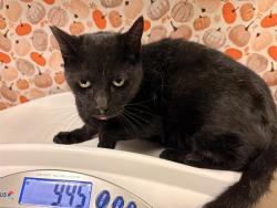 Shelter Stray Male Cat last seen Near BLOCK JONES AVE, RIVERSIDE CA 92505, 6851 Van Buren Boulevard, Jurupa Valley, CA 92509, USA