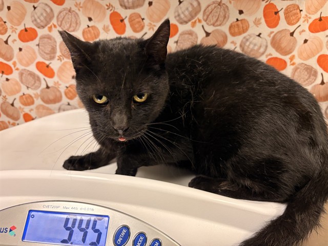 Shelter Stray Male Cat last seen Near BLOCK JONES AVE, RIVERSIDE CA 92505, 6851 Van Buren Boulevard, Jurupa Valley, CA 92509, USA