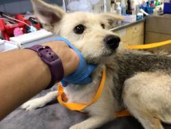 Shelter Stray Female Dog last seen Near BLOCK MAGNOLIA AVE, RIVERSIDE CA 92503, 6851 Van Buren Boulevard, Jurupa Valley, CA 92509, USA