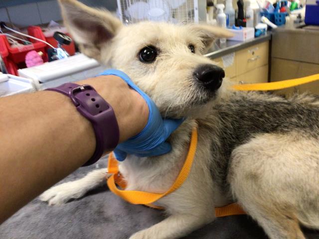 Shelter Stray Female Dog last seen Near BLOCK MAGNOLIA AVE, RIVERSIDE CA 92503, 6851 Van Buren Boulevard, Jurupa Valley, CA 92509, USA