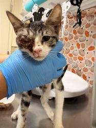 Shelter Stray Female Cat last seen Near BLOCK RIDER ST, PERRIS, CA, 6851 Van Buren Boulevard, Jurupa Valley, CA 92509, USA