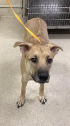 Shelter Stray Female Dog last seen Near BLOCK MADISON ST, RIVERSIDE CA 92504, 6851 Van Buren Boulevard, Jurupa Valley, CA 92509, USA