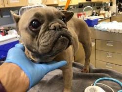 Shelter Stray Female Dog last seen Near BLOCK AVON ST, JURUPA VALLEY CA 92509, 6851 Van Buren Boulevard, Jurupa Valley, CA 92509, USA