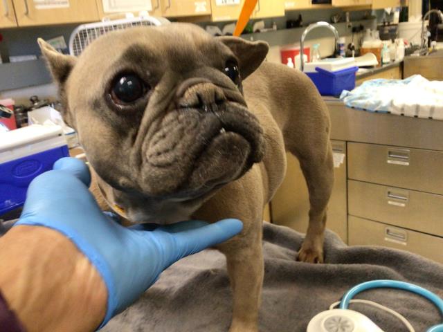 Shelter Stray Female Dog last seen Near BLOCK AVON ST, JURUPA VALLEY CA 92509, 6851 Van Buren Boulevard, Jurupa Valley, CA 92509, USA