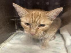 Shelter Stray Female Cat last seen , 957 N Gaffey St, San Pedro, CA 90731, USA