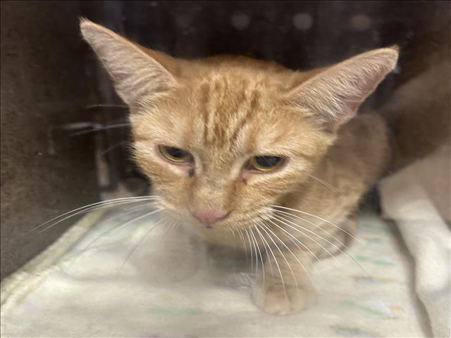 Shelter Stray Female Cat last seen , 957 N Gaffey St, San Pedro, CA 90731, USA