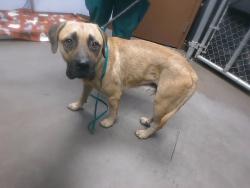 Shelter Stray Male Dog last seen 35TH AVE AND SOUTHERN AVE, 2500 S 27th Ave, Phoenix, AZ 85009, USA