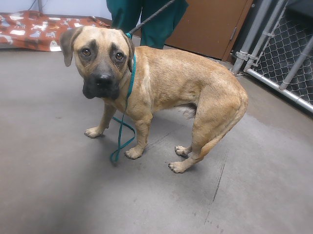 Shelter Stray Male Dog last seen 35TH AVE AND SOUTHERN AVE, 2500 S 27th Ave, Phoenix, AZ 85009, USA