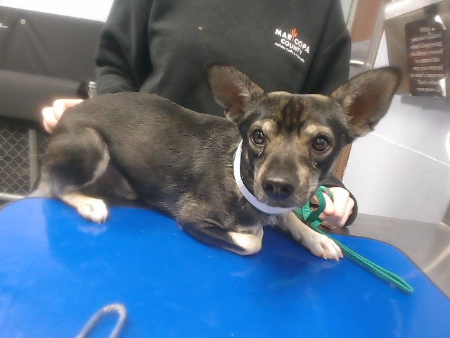 Shelter Stray Male Dog last seen 32ND ST AND BASELINE RD, 2500 S 27th Ave, Phoenix, AZ 85009, USA