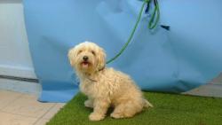 Shelter Stray Female Dog last seen , 216 W Victoria St, Gardena, CA 90248, USA