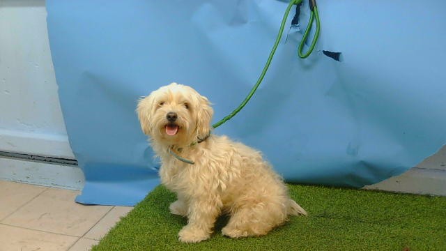 Shelter Stray Female Dog last seen , 216 W Victoria St, Gardena, CA 90248, USA