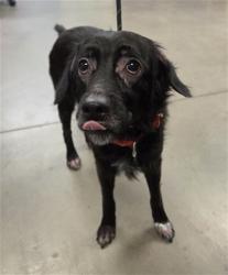 Shelter Stray Male Dog last seen Near BLOCK S 27TH AVE, 2500 S 27th Ave, Phoenix, AZ 85009, USA