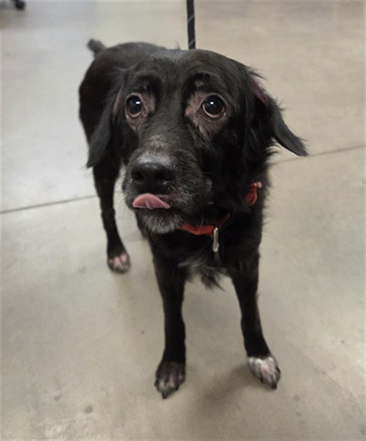 Shelter Stray Male Dog last seen Near BLOCK S 27TH AVE, 2500 S 27th Ave, Phoenix, AZ 85009, USA