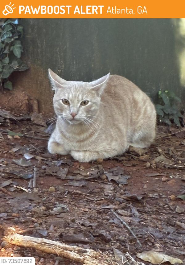 Found/Stray Male Cat last seen Park Ave NE/Belle Isle, Atlanta, GA 30342