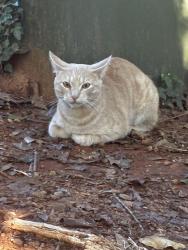 Found/Stray Male Cat last seen Park Ave NE/Belle Isle, Atlanta, GA 30342