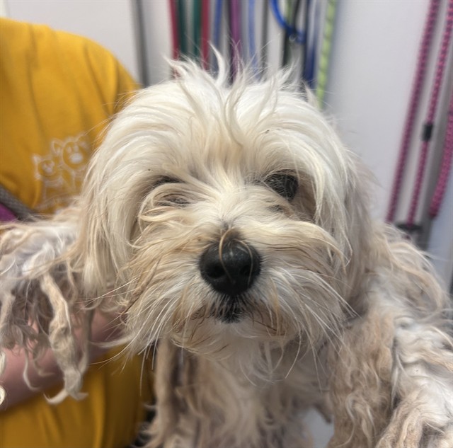 Shelter Stray Female Dog last seen , 4000 N Silverbell Rd, Tucson, AZ 85745, USA