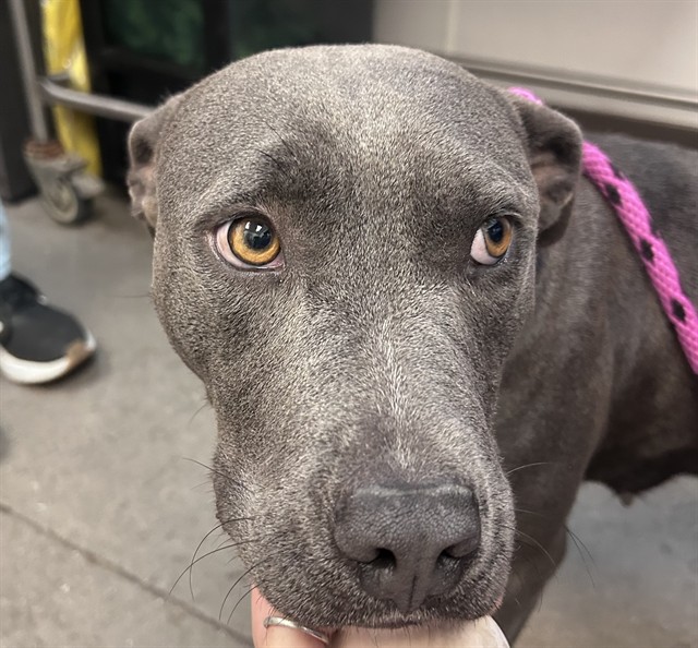 Shelter Stray Female Dog last seen , 4000 N Silverbell Rd, Tucson, AZ 85745, USA