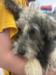 Shelter Stray Male Dog last seen , 4000 N Silverbell Rd, Tucson, AZ 85745, USA
