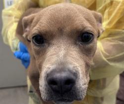 Shelter Stray Female Dog last seen , 4000 N Silverbell Rd, Tucson, AZ 85745, USA