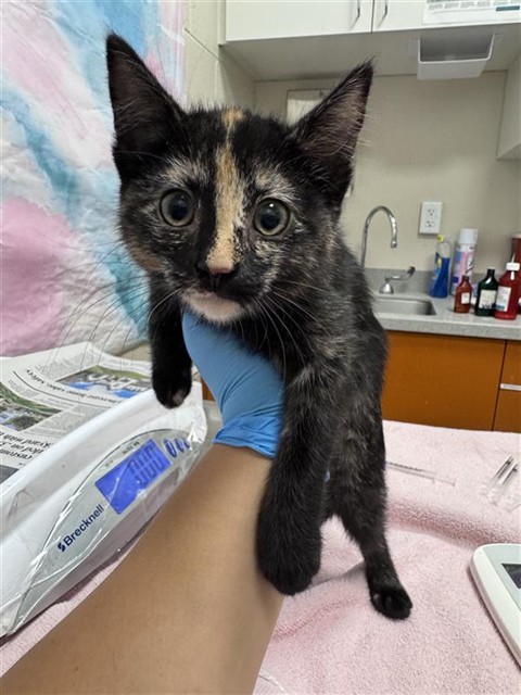 Shelter Stray Female Cat last seen FOULKS RANCH DR / ELK GROVE BLVD, 9150 Union Park Way, Elk Grove, CA 95624, USA