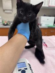 Shelter Stray Male Cat last seen FOULKS RANCH DR / ELK GROVE BLVD, 9150 Union Park Way, Elk Grove, CA 95624, USA