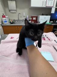 Shelter Stray Male Cat last seen FOULKS RANCH DR / ELK GROVE BLVD, 9150 Union Park Way, Elk Grove, CA 95624, USA