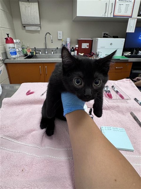 Shelter Stray Male Cat last seen FOULKS RANCH DR / ELK GROVE BLVD, 9150 Union Park Way, Elk Grove, CA 95624, USA