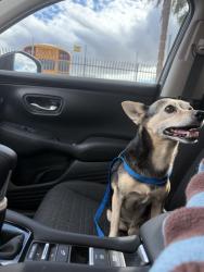Found/Stray Male Dog last seen Laveen heritage park, Phoenix, AZ 85339