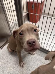 Shelter Stray Male Dog last seen LILLY VIEW WY / MALLARD VIEW WY, 9150 Union Park Way, Elk Grove, CA 95624, USA
