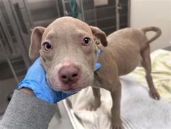 Shelter Stray Female Dog last seen LILLY VIEW WY / MALLARD VIEW WY, 9150 Union Park Way, Elk Grove, CA 95624, USA