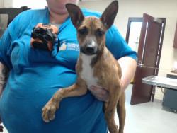 Shelter Stray Female Dog last seen Near TURKEY RIDGE DR, FAYETTEVILLE NC 28314, 4704 Corporation Dr, Fayetteville, NC 28306, USA