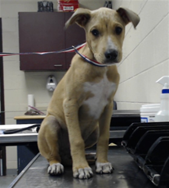 Shelter Stray Male Dog last seen Near TURKEY RIDGE DR, FAYETTEVILLE NC 28314, 4704 Corporation Dr, Fayetteville, NC 28306, USA