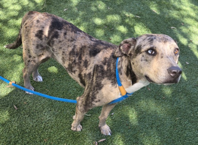 Shelter Stray Female Dog last seen , 1850 W 60th St, Los Angeles, CA 90047, USA