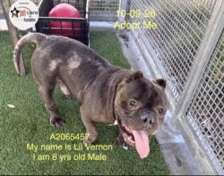 Shelter Stray Male Dog last seen , 1850 W 60th St, Los Angeles, CA 90047, USA