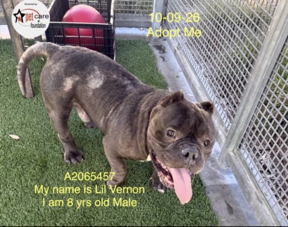 Shelter Stray Male Dog last seen , 1850 W 60th St, Los Angeles, CA 90047, USA