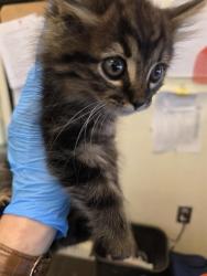 Shelter Stray Male Cat last seen Near BLOCK W 4800, 4522 W 3500 S, West Valley City, UT 84120, USA