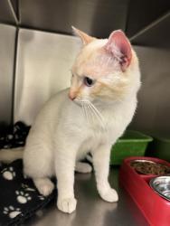 Shelter Stray Male Cat last seen Near BLOCK W 4100 S, WEST VALLEY CITY UT 84120, 4522 W 3500 S, West Valley City, UT 84120, USA