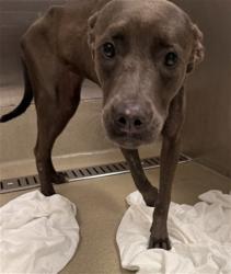Shelter Stray Female Dog last seen Near BLOCK NW 14 CT, FORT LAUDERDALE FL 33311, 2400 SW 42nd St, Fort Lauderdale, FL 33312, USA
