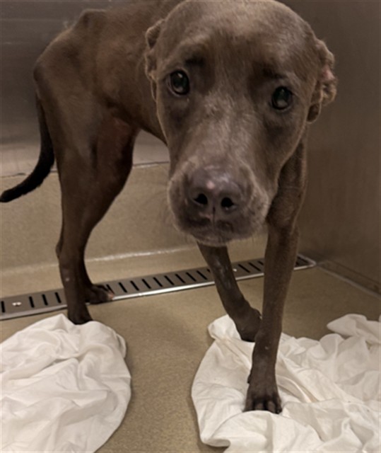 Shelter Stray Female Dog last seen Near BLOCK NW 14 CT, FORT LAUDERDALE FL 33311, 2400 SW 42nd St, Fort Lauderdale, FL 33312, USA